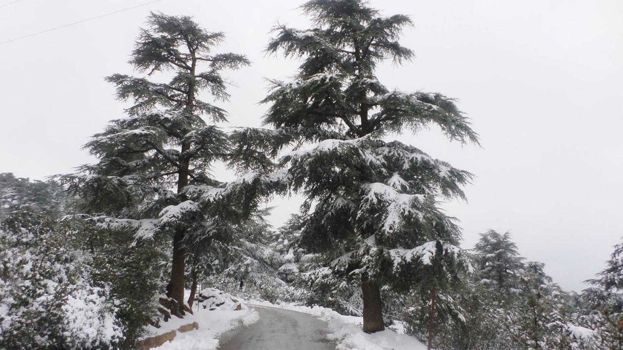 Cèdres sous la neige à Theniet Elhad Algérie